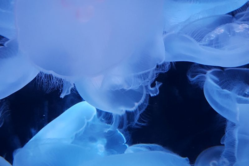 marine-image