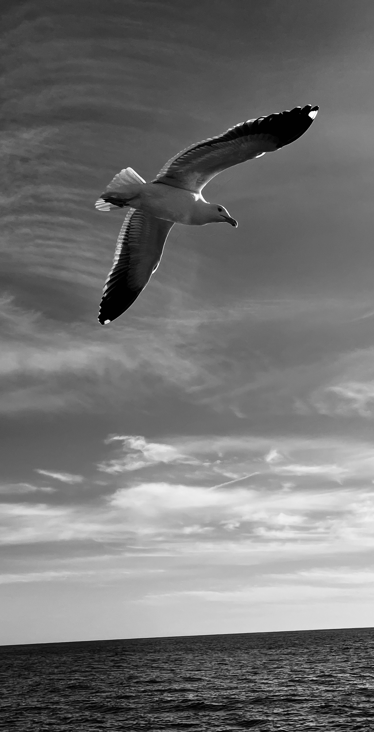 marine-image