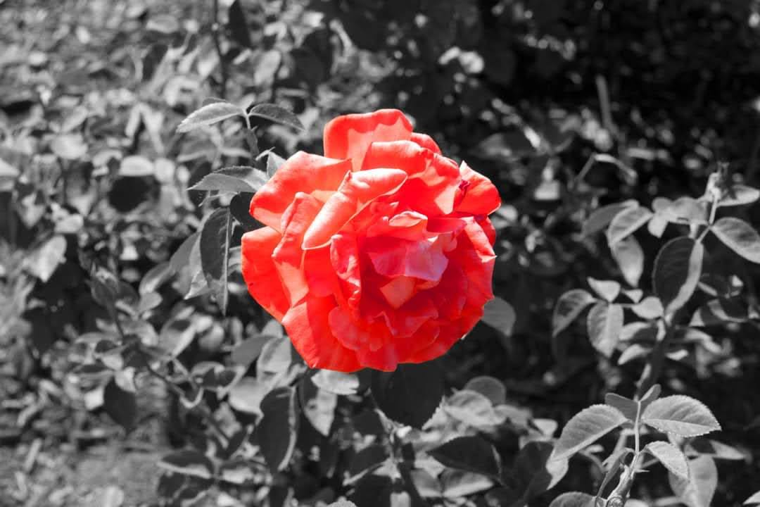 marine-image