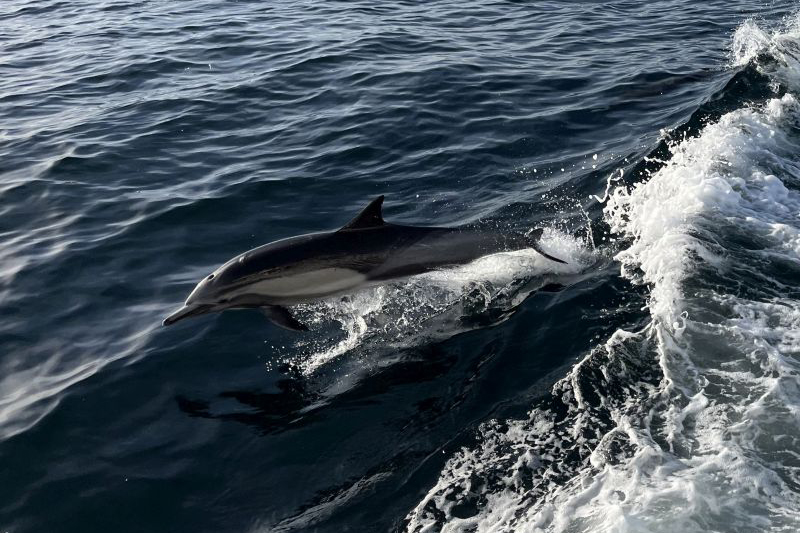 marine-image